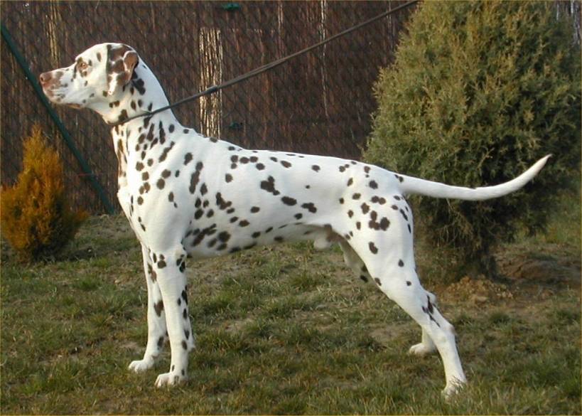 Spotted handsome dalmatian