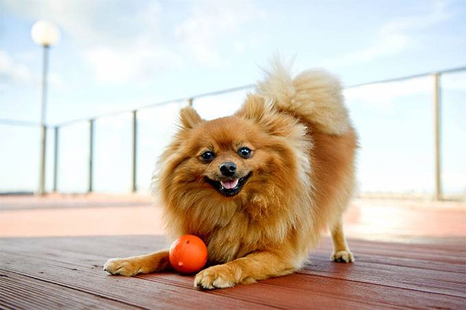 Spitz: hereditary diseases