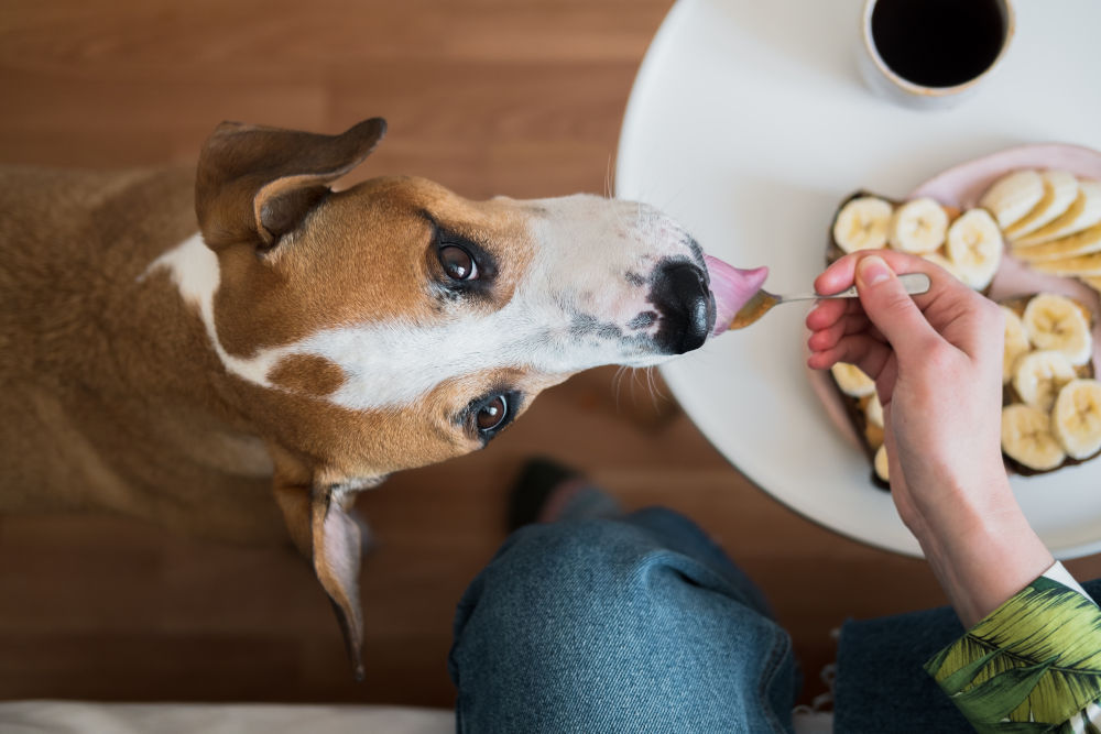10 Human Foods that are Safe for Dogs to Eat