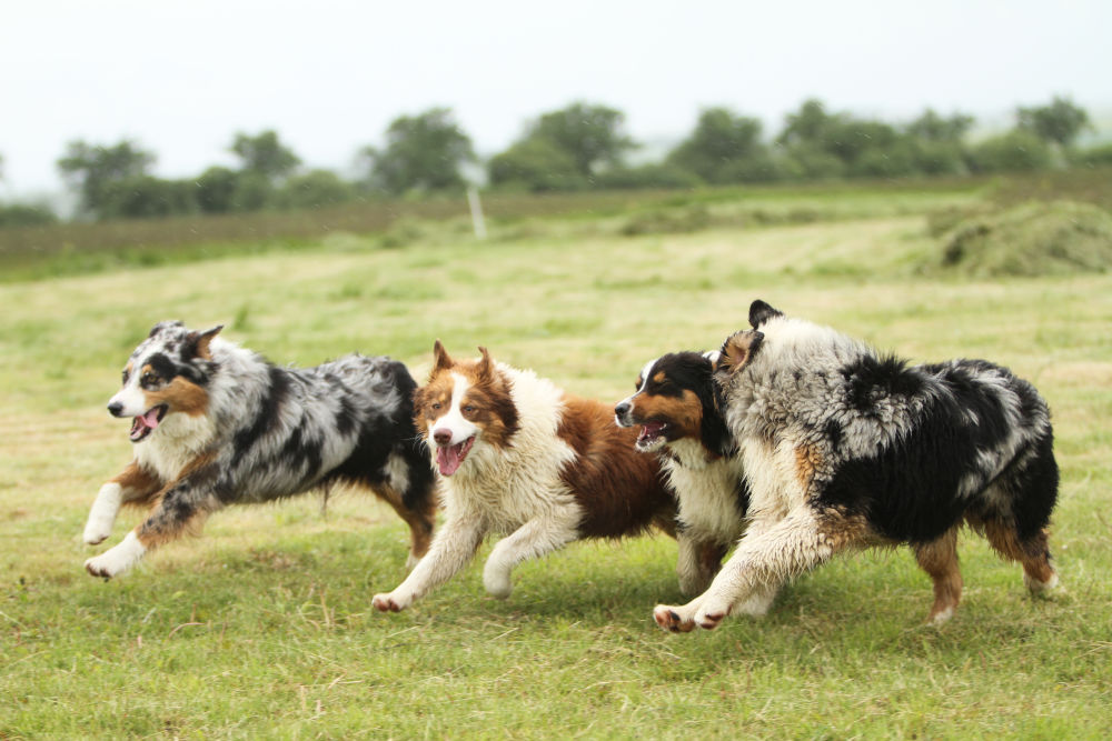 Australian Shepherd Dog Breed