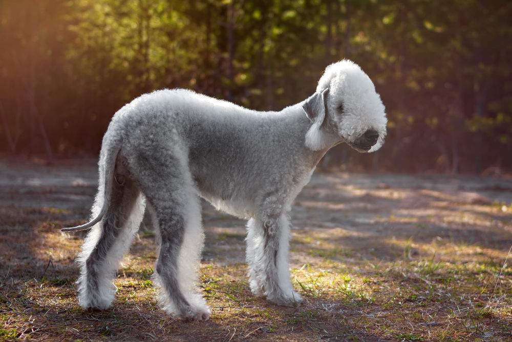 Bedlington Terrier