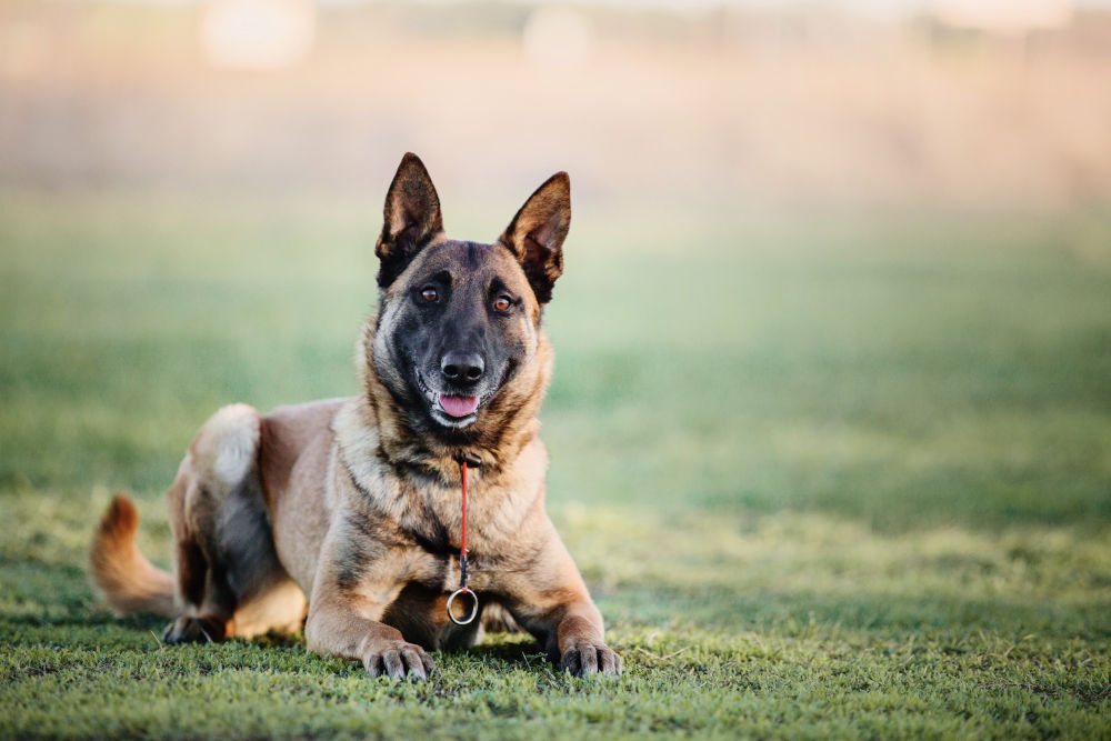 Belgian Malinois Dog Breed