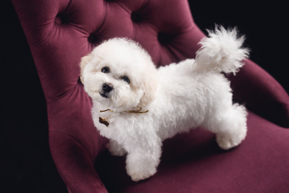 Bichon Frise