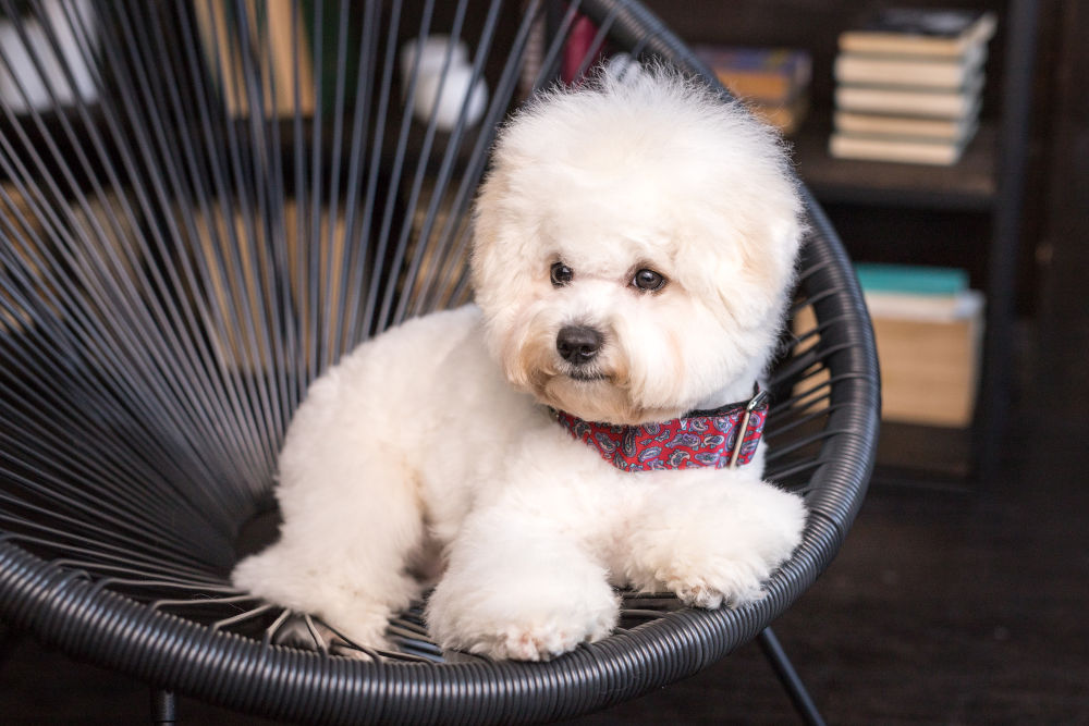 Bichon Frise Dog Breed