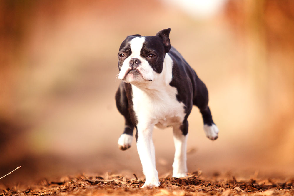 Boston Terrier