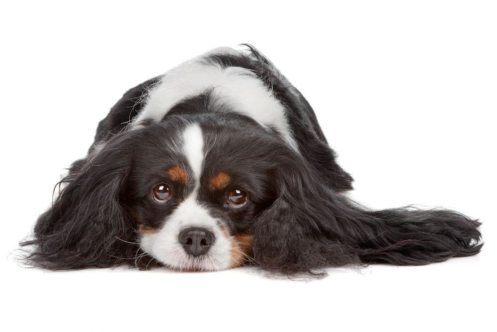 Cavalier King Charles Spaniel