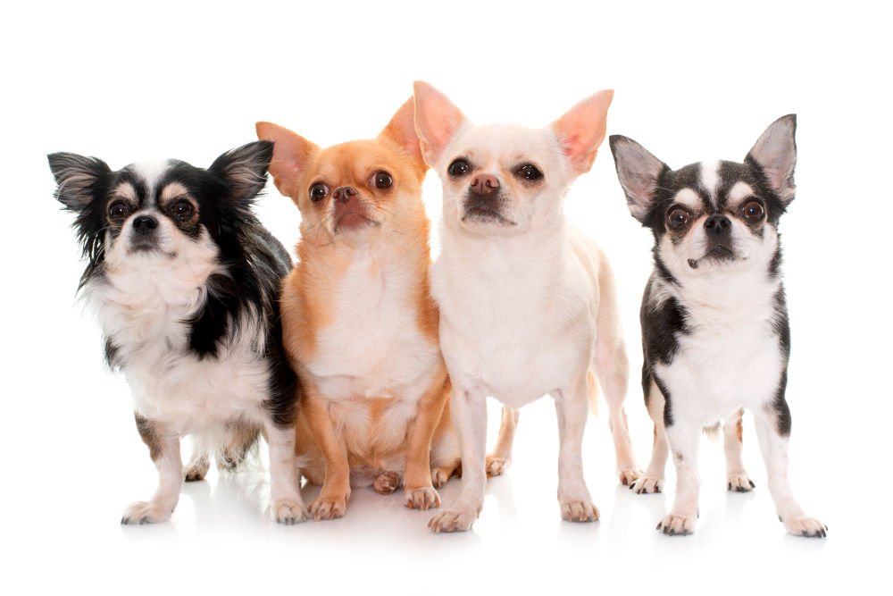 Chihuahua Dog Breed