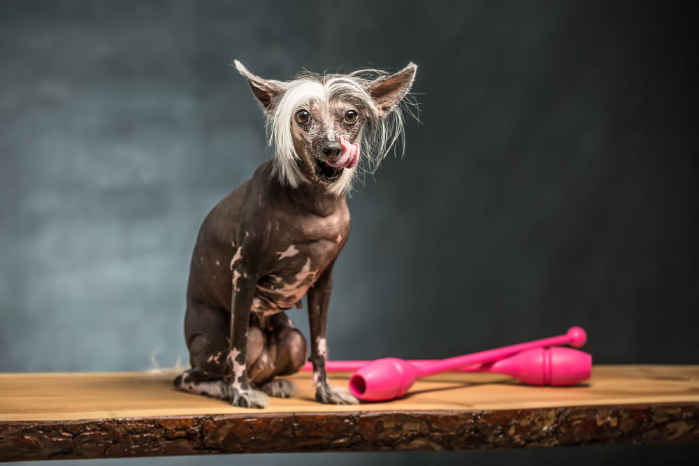 Chinese Crested