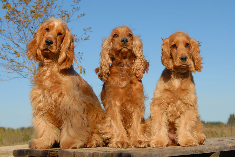 Cocker Spaniel