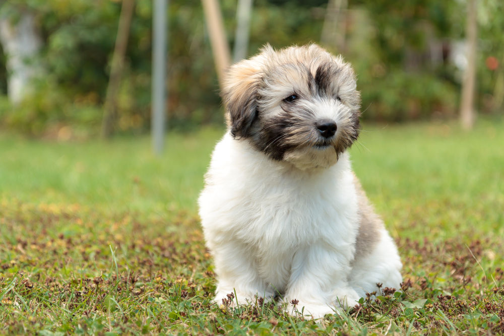 Coton de Tulear