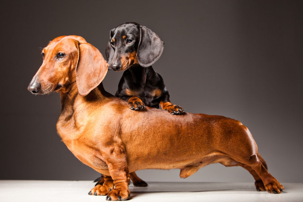 Dachshund top 2022