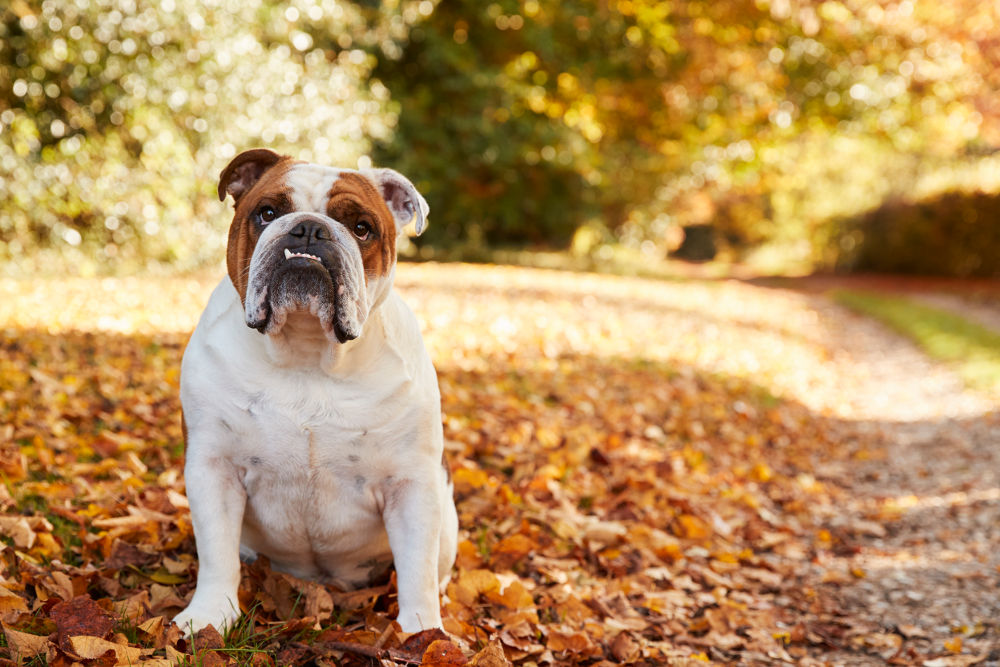 English Bulldog