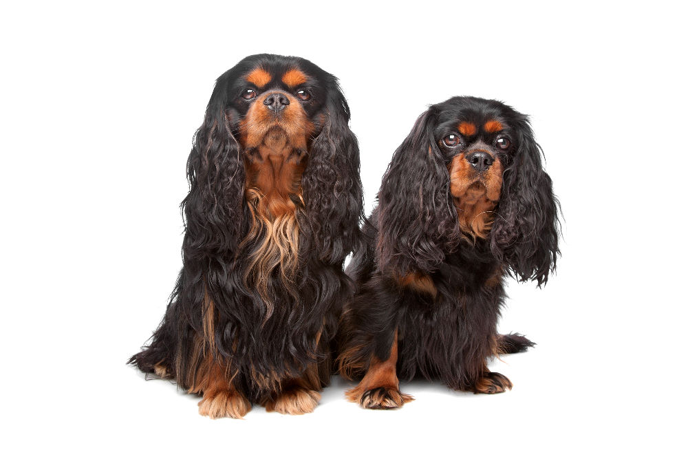 English toy spaniel