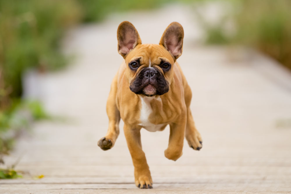 French Bulldog