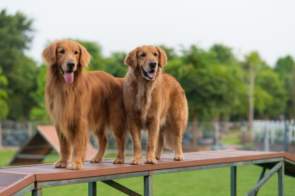 Golden Retrievers top 2022