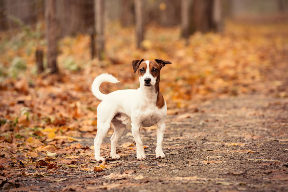 Jack Russell Terrier Dog Breed