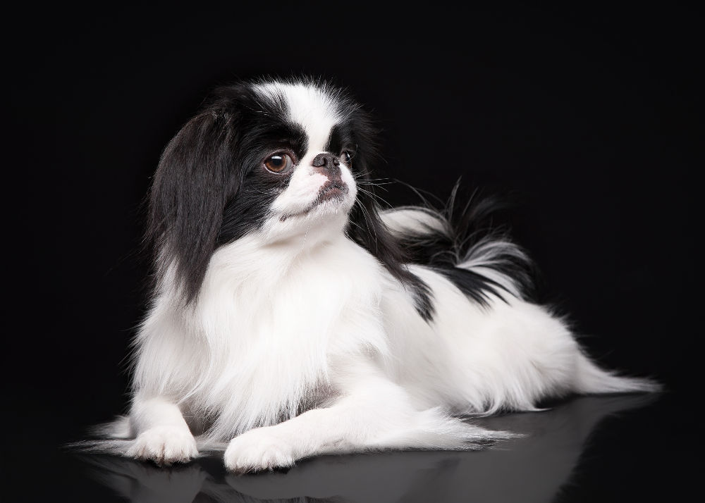 Japanese Chin