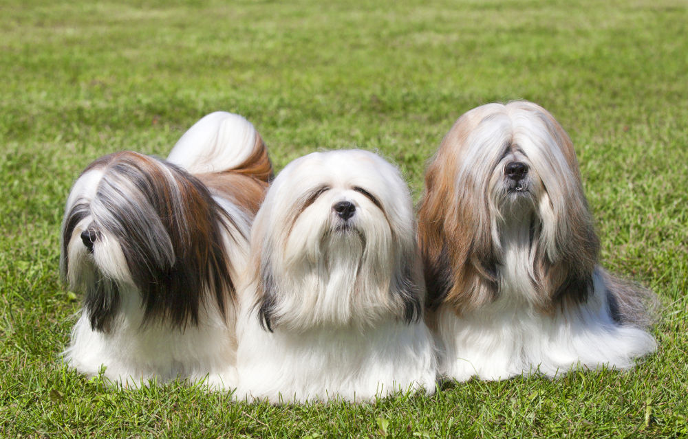 Lhasa Apso