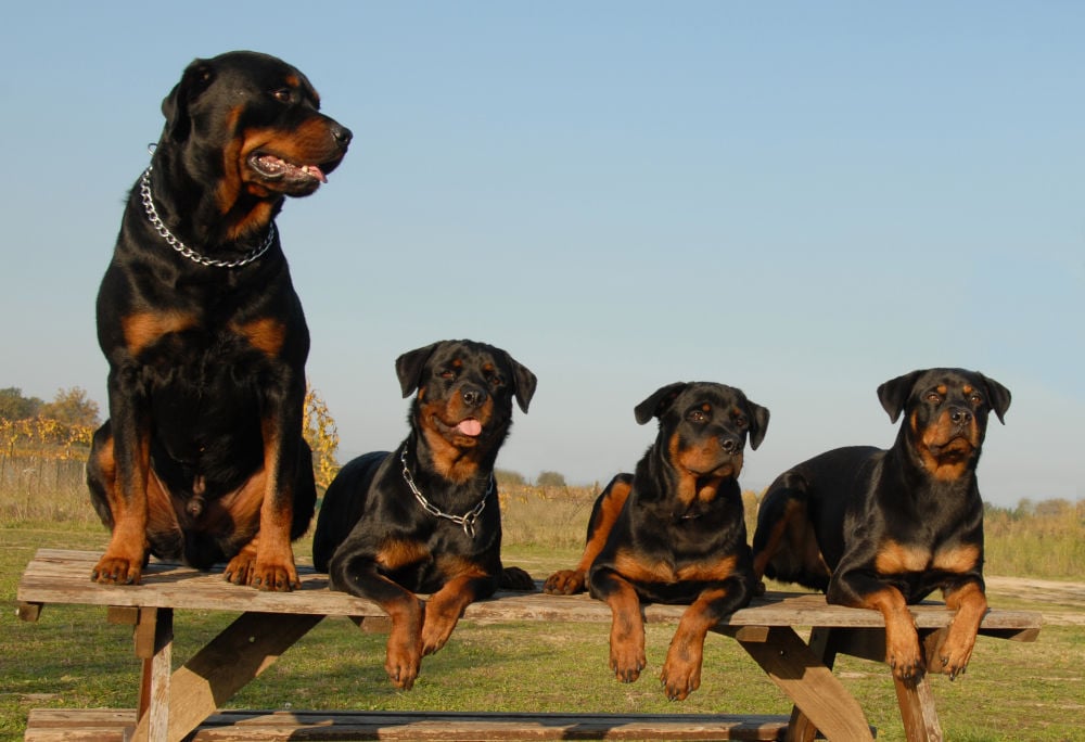 Rottweilers top 2022