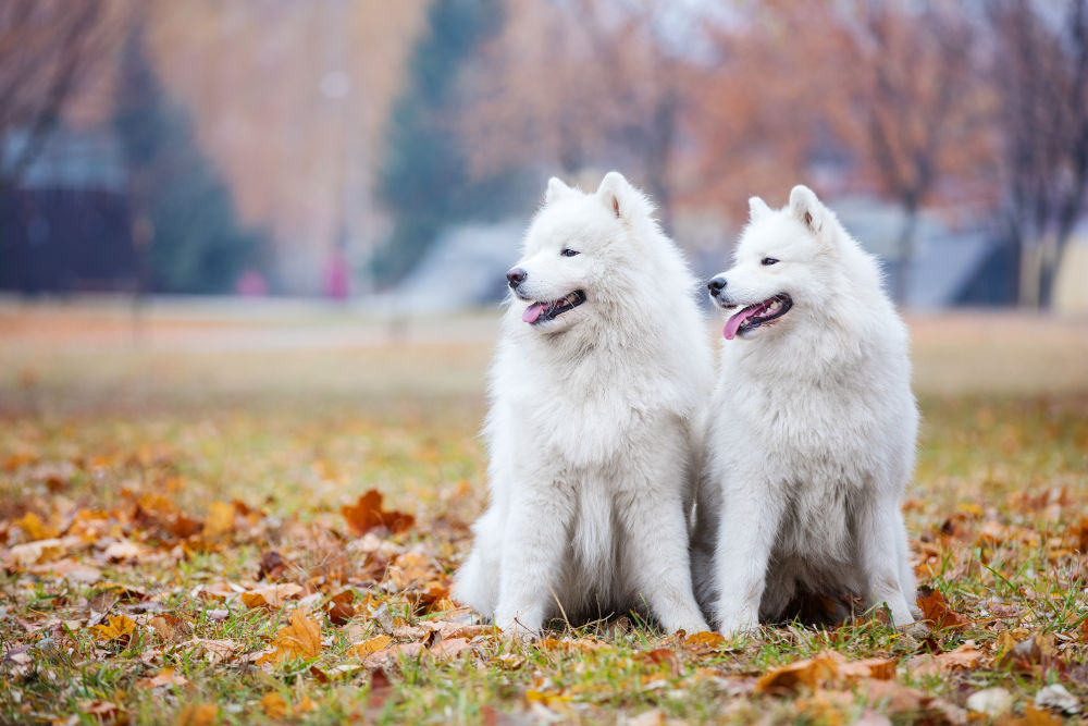 Samoyed Dog Breed