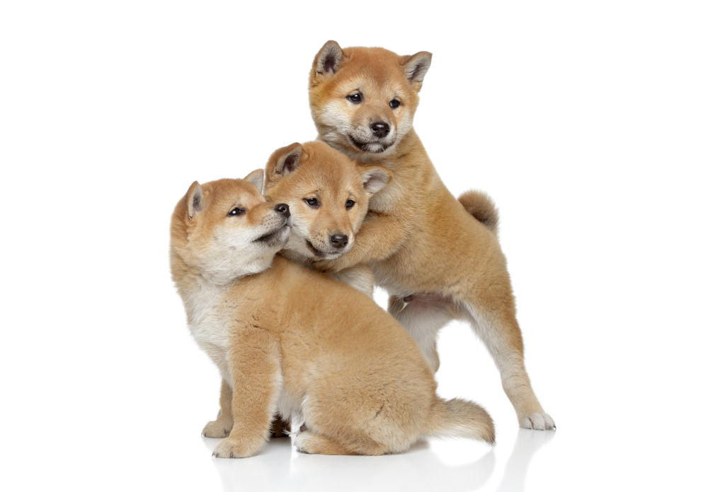 Shiba Inu Dog Breed