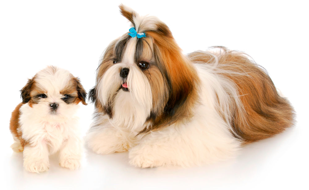 Shih Tzu Dog Breed