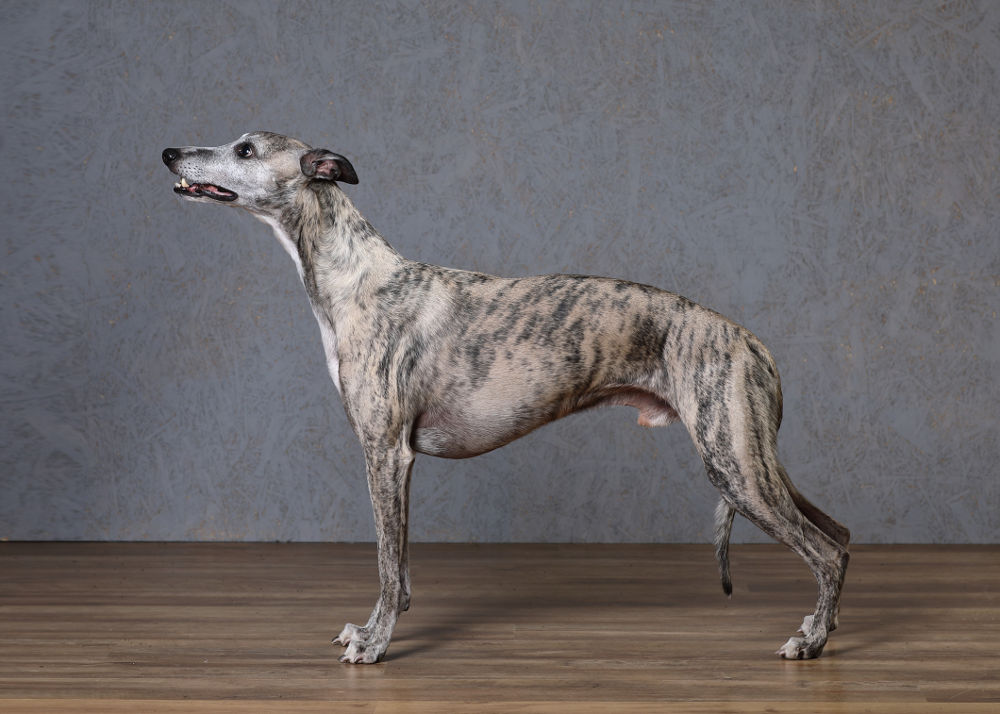 WHIPPET