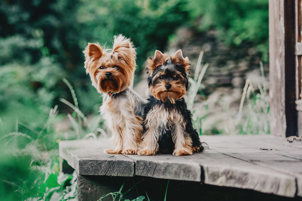 Yorkshire Terrier Dog Breed