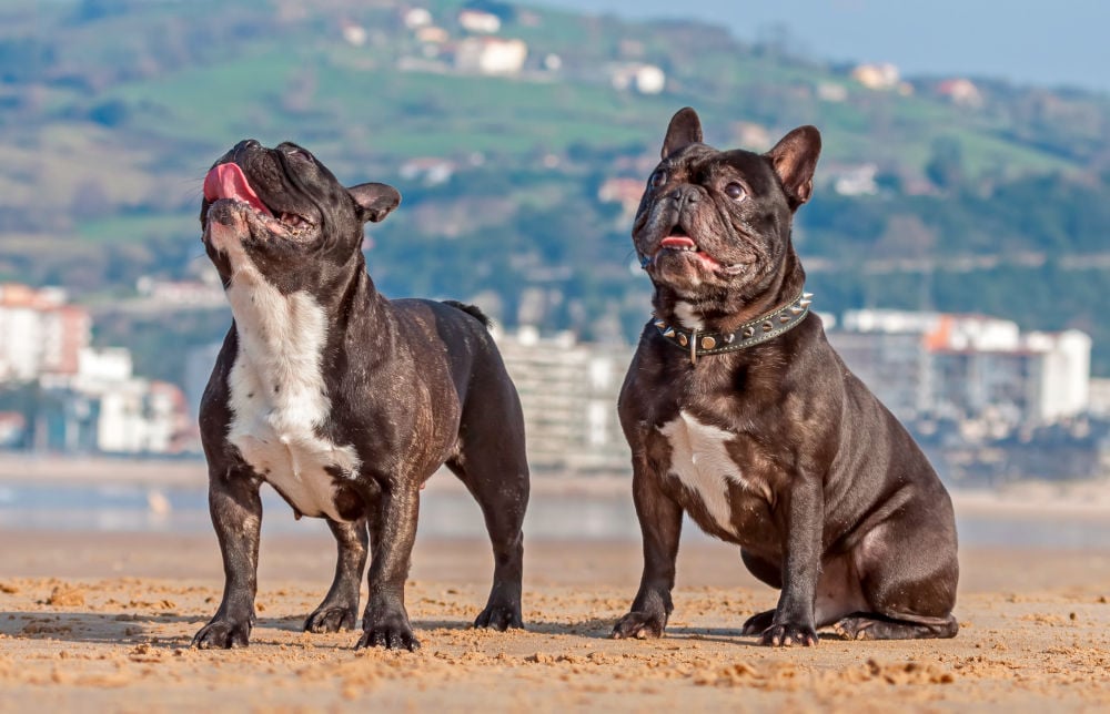 French Bulldogs top 2022