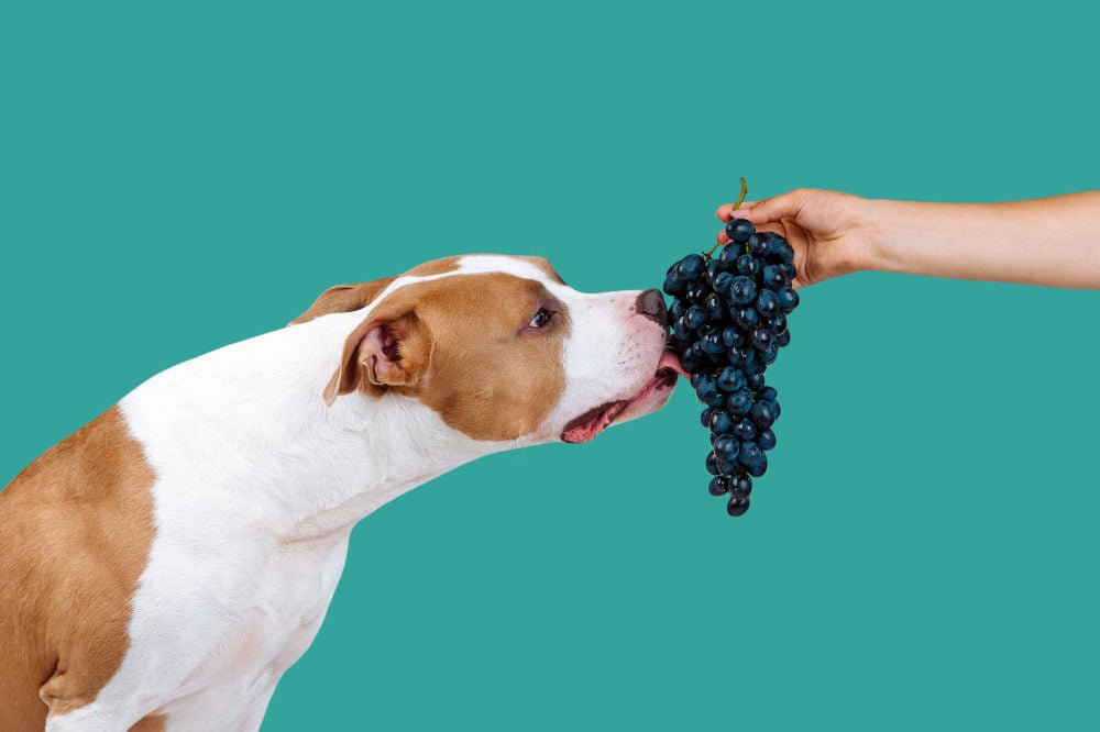 Can dog eat grapes
