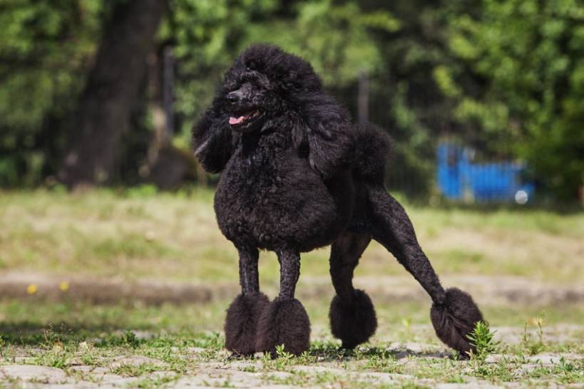 Poodle, one of the five most famous breeds in the world
