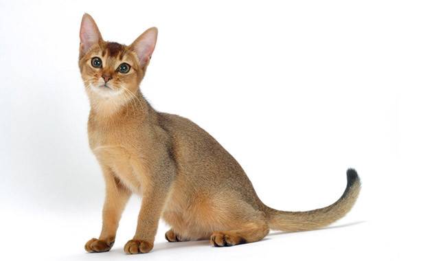 The History of the Abyssinian Cat: Tracing Their Ancestry and Origins