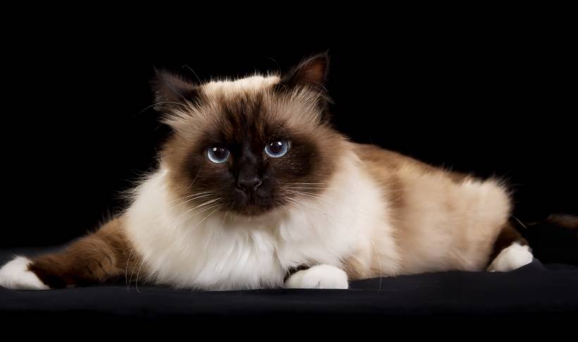 Everything You Need to Know About the Birman Cat Breed