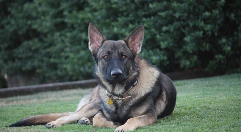 Training German Shepherd. Useful Tips