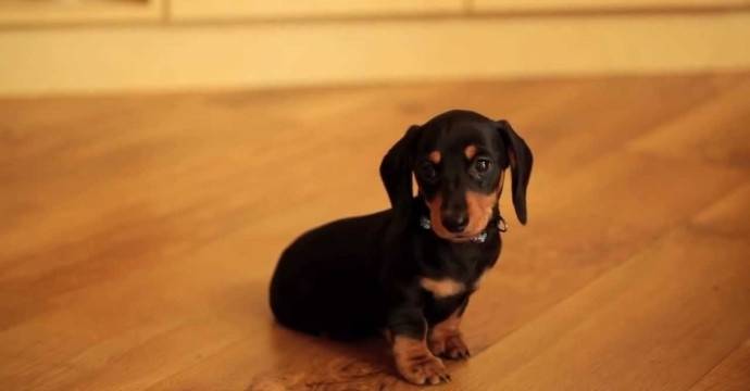 How to take care of a dachshund puppy
