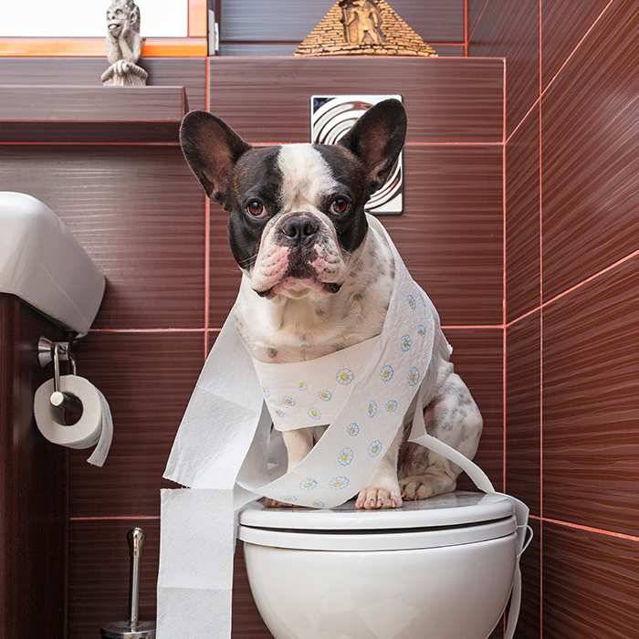 How to teach your puppy to the toilet. Tray or street.