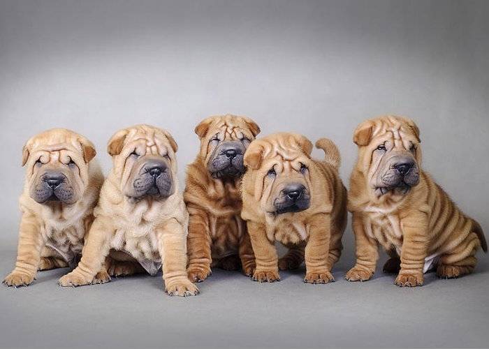 Chinese Shar-Pei