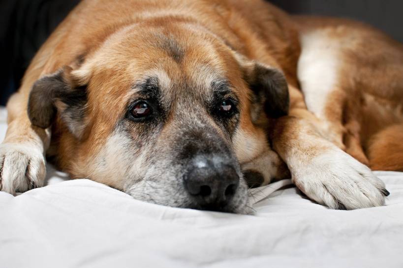 Depression in dogs. We treat stress
