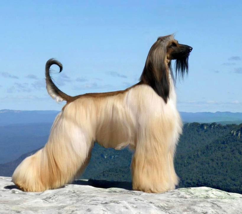 Wonder dog