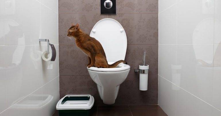 Accustoming the cat to the toilet