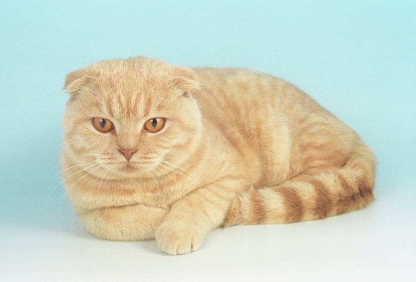 Scottish cat: the nature, feeding, care peculiarities
