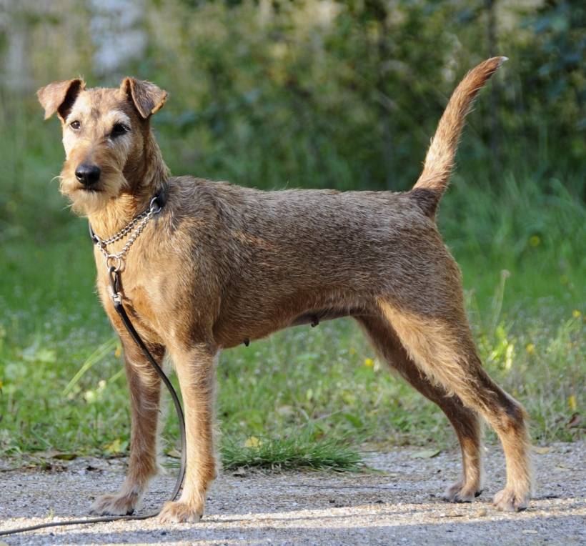 Irish terrier: everything you wanted to know about the breed
