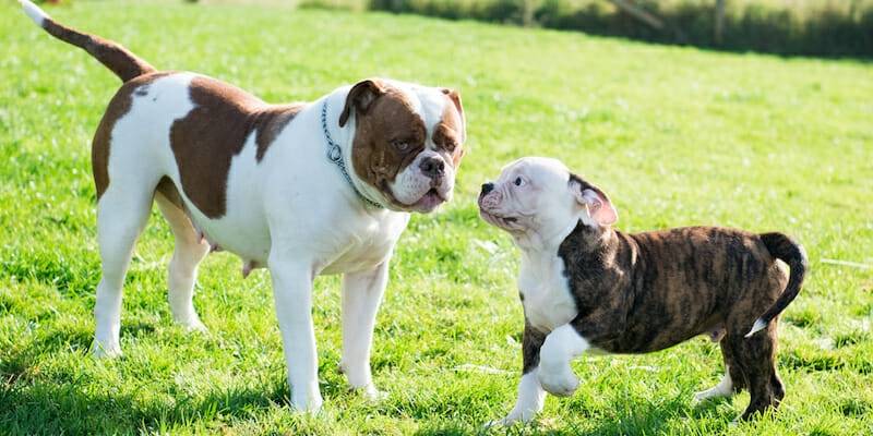 American Bulldog training