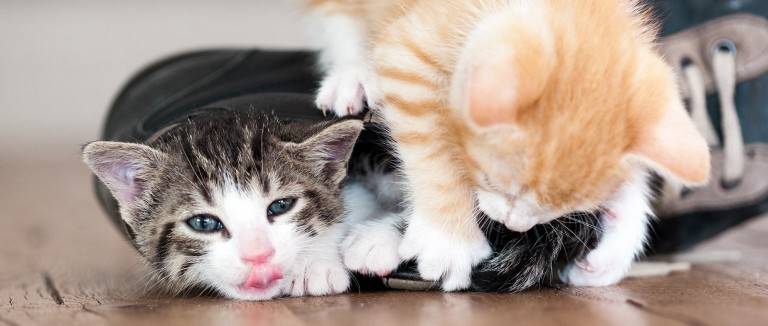 Male cats, female cats and kittens