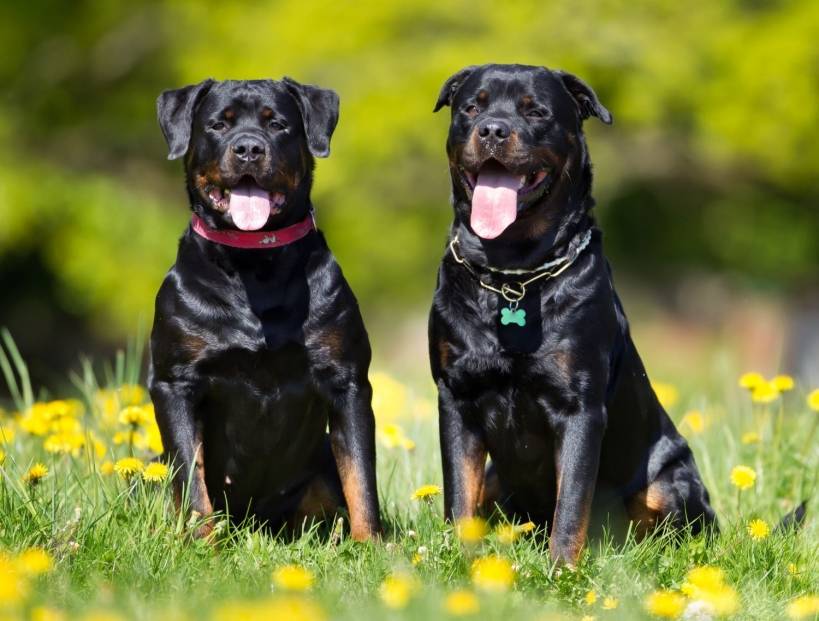 Is it worth to get a dog?