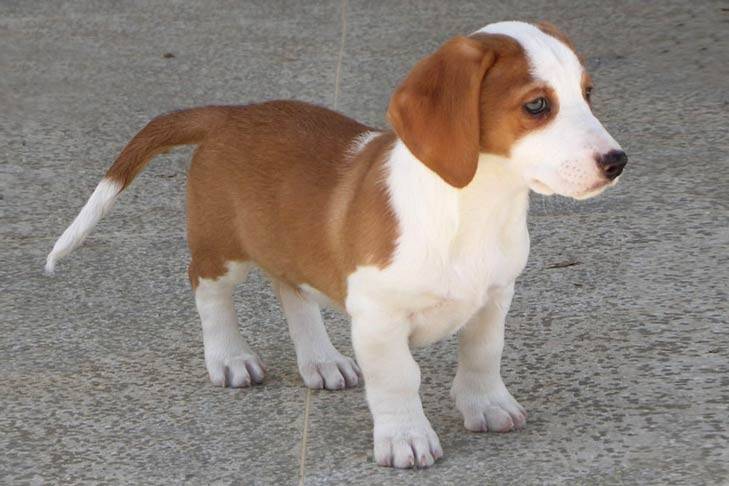 Drever - Companion on all fronts of life