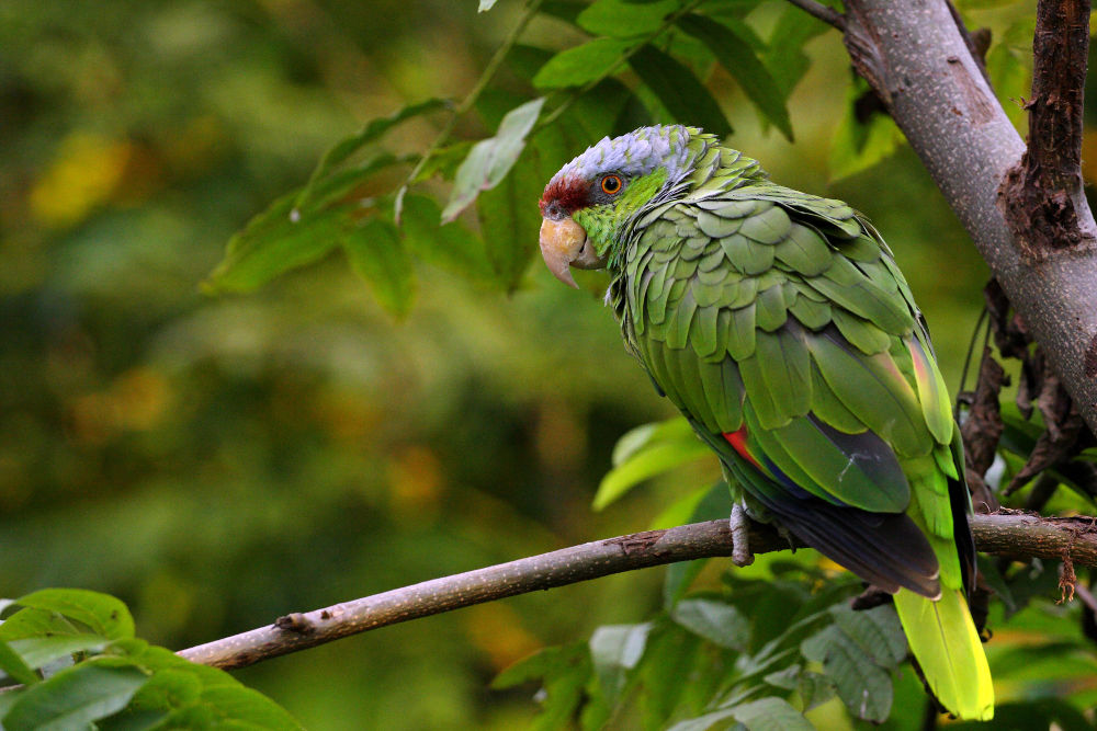 Amazon Parrot Legal Exotic Animals in Hawaii