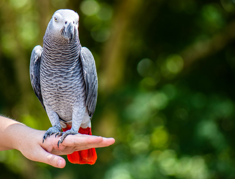 African Gray Parrot