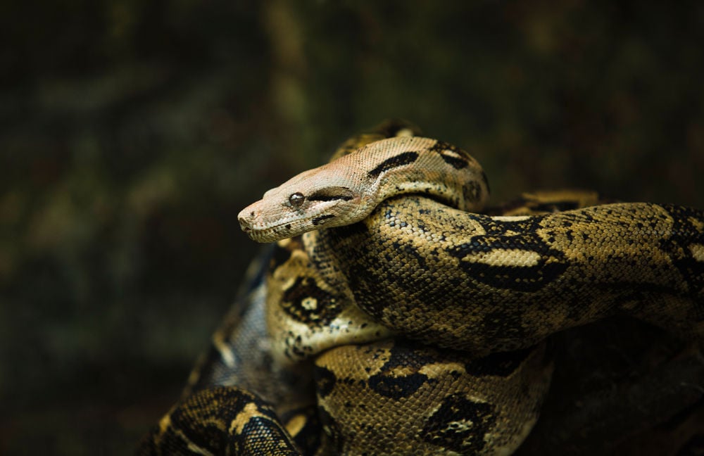 Boa constrictor Legal Exotic Animals in Massachusetts