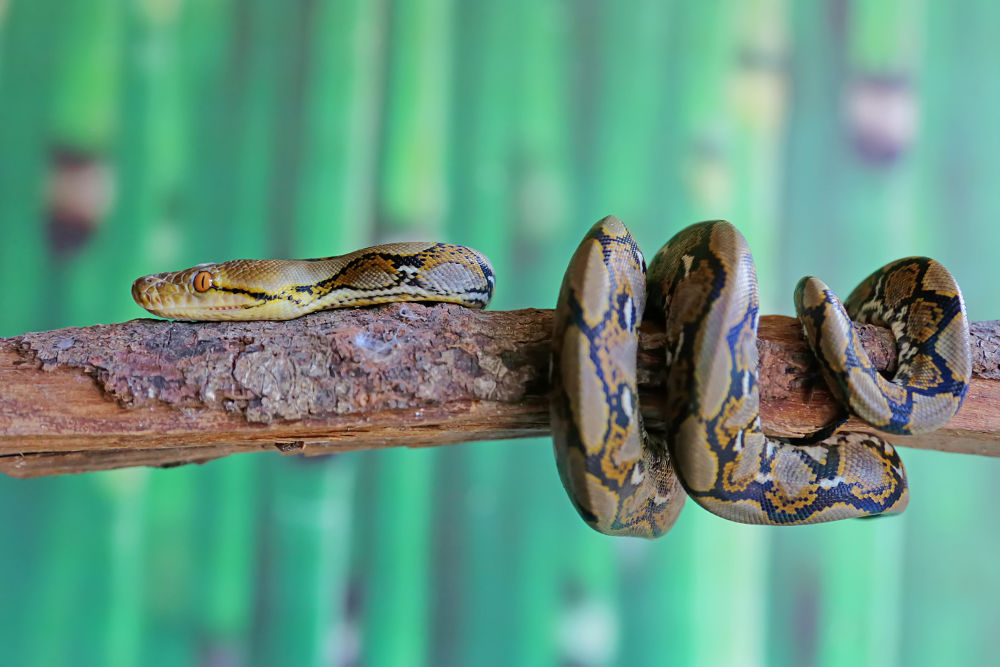 Burmese Python